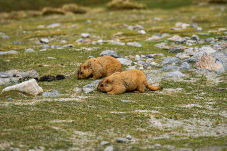 The Himalayan marmot is a species of marmot that lives in the high mountain grasslands throughout the Himalayas and on the Tibetan Plateau. The cute marmot enjoys eating grass near the burrow.の写真素材