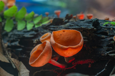 Close-up of vibrant orange cup fungi growing on a decaying log in a misty forest setting, showcasing the delicate details and natural textures of the woodland environment.の写真素材