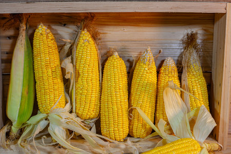 Freshly harvested sweet corn with bright golden kernels placed in a wooden box, showcasing natural textures and rich colors. The simple, rustic arrangement highlights the organic beauty and farm-fresh quality of the produce.の写真素材