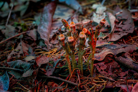 Close-up view of unique ghost orchid flowers emerging from the forest floor, showcasing their translucent petals and intricate details.の写真素材