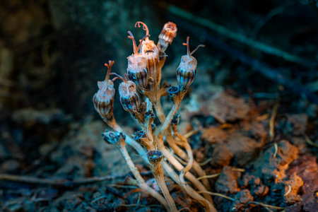 An unusual plant with a unique shape resembling an owl emerging from the jungle floor.の写真素材