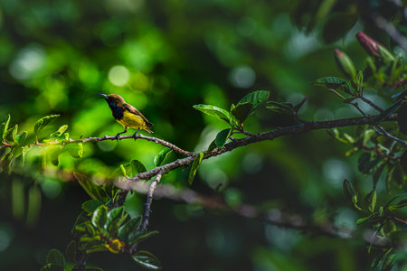 A delicate yellow sunbird sits above a fully bloomed hibiscus, its curved beak poised in natural...