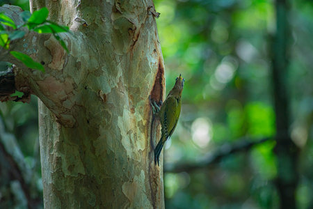 A colorful woodpecker perches on a tree trunk to feed its young in a hollow. In a lush forest, the birdâs green contrasts beautifully with the natural tones of the trees and blurred green leavesの写真素材