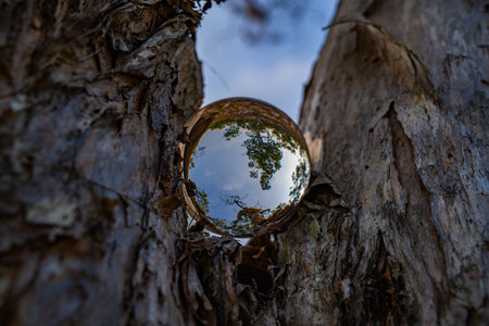 A creative photograph of a natural landscape reflected upside-down through a crystal ball placed on the ground, showcasing twisted tree trunks and greenery under a blue sky. Trees with unique beautyの写真素材