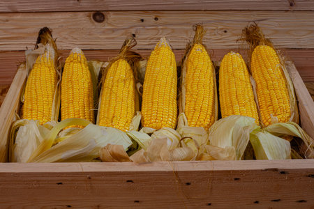 Rows of vibrant yellow corn cobs stacked inside a wooden crate under soft natural light. The...