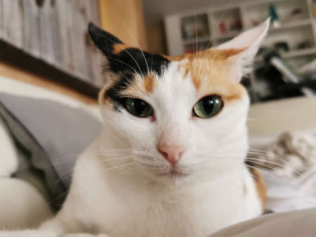 a forest immersed in fogの写真素材