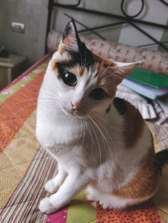 a forest immersed in fogの写真素材