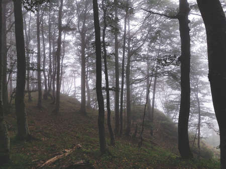 a forest immersed in fogの写真素材