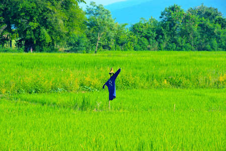 Robot Birdのeditorial素材