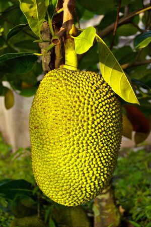fruit