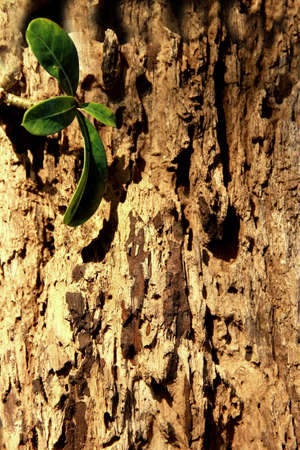 Leaf
