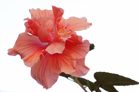 Pink flowers.の写真素材