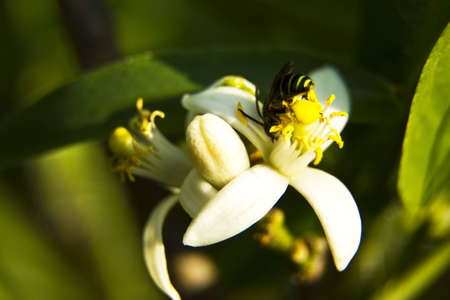 Insect  with the treetops 