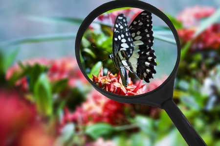 Little butterfly of the garden on a flower  macro shot  の写真素材