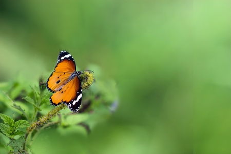 Butterflies and flowers on a green background blur の写真素材
