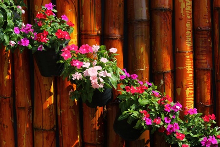 Small flower pots along the fence の写真素材