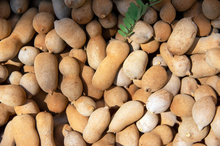 Tamarind fruit in the market, Thailand. (Tamarindus indica L.)の写真素材