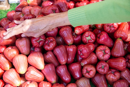 Red rose apple on the market in Chiang Mai, Thailand.
