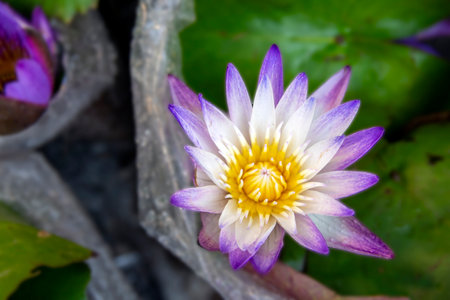 Purple lotus flower in the pond with green leaf background.の写真素材