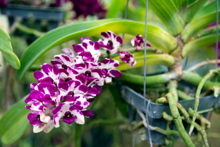 Beautiful purple orchids in the garden.Selective focus.