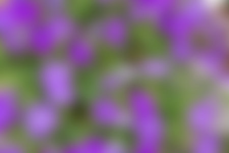abstract background with blurred violet flowers, bokeh effect.の写真素材