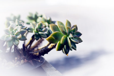 Stone rose, desert plant, planted in an ornamental pot.の写真素材
