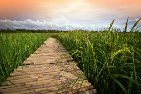 Wooden walkway in rice field at sunset,Thailand.の写真素材