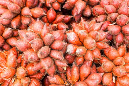Thai fruit zalacca red color.  à¸£à¸«à¸±à¸ªà¸ à¸²à¸à¸ªà¸à¹à¸­à¸: 613783232  à¸ªà¸£à¹à¸²à¸à¸à¸±à¸à¸à¸µà¸à¸£à¸µà¸à¸­à¸à¸à¸¸à¸ à¸£à¸«à¸±à¸ªà¸à¹à¸²à¸à¸à¹à¸­à¸à¸¡à¸µà¸­à¸±à¸à¸à¸£à¸°à¸­à¸¢à¹à¸²à¸à¸à¹à¸­à¸¢ 8 à¸à¸±à¸§ à¸à¸±à¸à¸¢à¸­à¸の写真素材