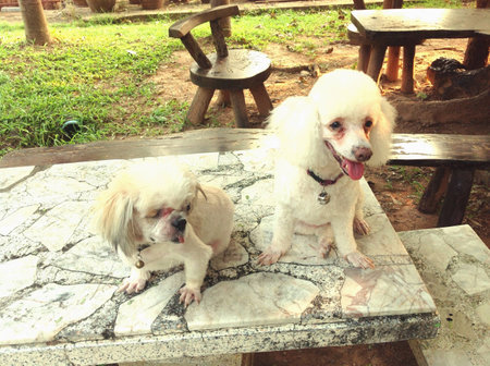 Two dogs sit down on table, at green garden.
