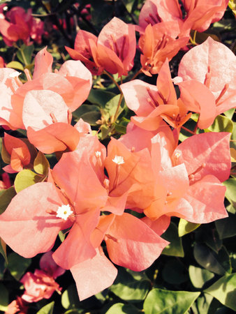Red flowers and green leaves in garden at college on the morning.