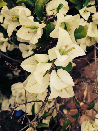 White bougainvillea on the morning.の素材