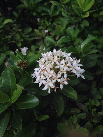 White ixora in garden, Saraburi, Thailand.の素材