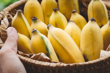 Ripe Bananasの写真素材