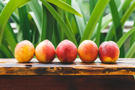 Fresh Peachesの写真素材