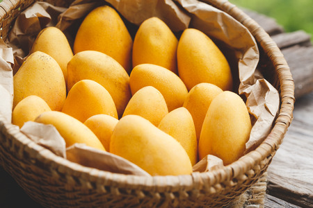 Little ripe mangoes from Vietnamの写真素材
