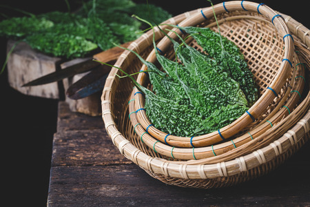 Green bitter melonsの写真素材