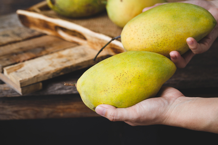 Ripe mangoesの写真素材