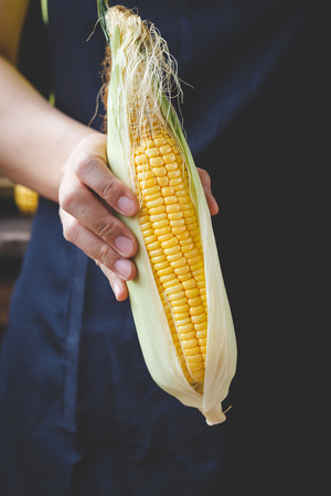 Fresh cornsの写真素材