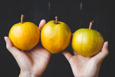 Lucuma fruits-Eggfruitsの写真素材