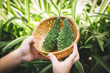 Fresh bitter melon- Healthy vegetableの写真素材