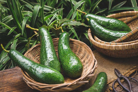 Fresh avocado from Asia- Healthy fruit