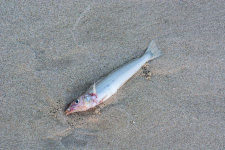 dead fish on the sand beach background.