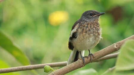 One Native bird on branchesの写真素材