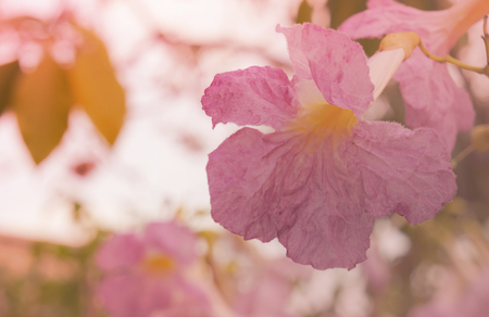 Tabebuia rosea background (making light soft and blur)の写真素材