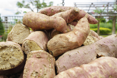 Sweet potato on the scale.の写真素材
