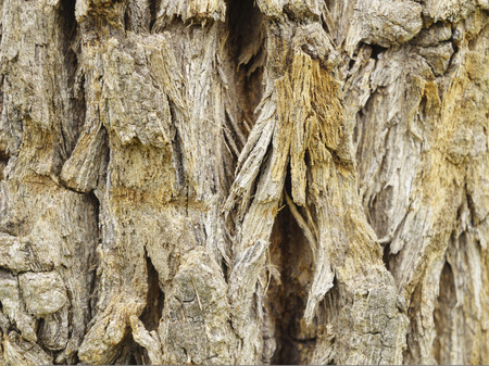 Bark background in a day. (horizontal view)の写真素材