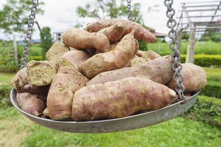 Sweet potato on the scale.の写真素材