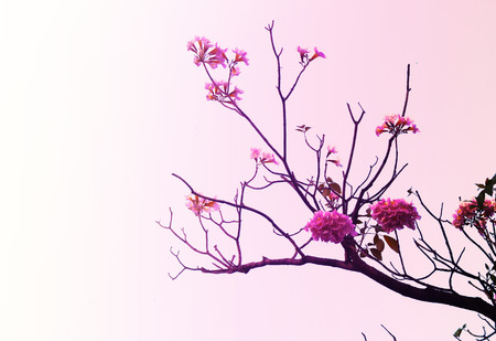 Branches of tabebuia rosea background, purple-pink tone (making light soft and blur)の写真素材
