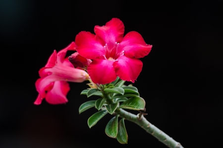 Normally Desert Rose is easy to seen in Thailand because it is mean of name is  Good luck   China is very good if you have for this one because it mean is  Flower of Richly   For Thailand is mean is  Appealing or Nice to Look at  の写真素材