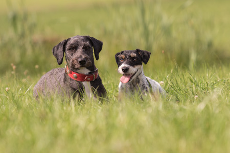 friendship between portuguese water dog and Jack Russell Terrierrの写真素材